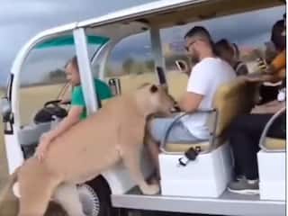 Lion Viral Video: जंगल सफारी के दौरान पर्यटकों की गाड़ी में घुसी शेरनी, फिर जो हुआ... देखें वीडियो