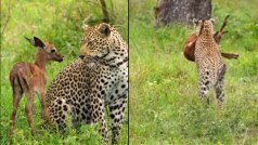 Leopard Save Deer Viral Video:  तेंदुए की दरियादिली देखकर दंग रह जाएंगे, हिरण के बच्चे की बचाई जान