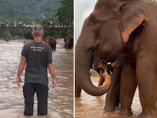 Elephant Viral Video: शख्स की आवाज सुनते ही दौड़ पड़े हाथी, महीनों बाद मिला प्यारा सा स्वागत