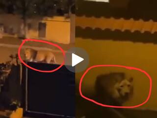 Lion Viral Video: सर्कस से भागकर खूंखार शेर ने सड़कों पर फैलाई दहशत, शॉकिंग वीडियो देख लिया तो कांपने लगेंगे हाथ-पांव