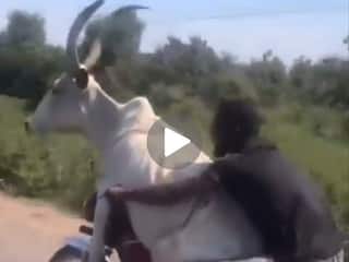 OMG Video: बैल को बाइक पर बैठाकर इस आदमी ने लगा दी सैर, वीडियो देखकर उड़ जाएंगे आपके होश