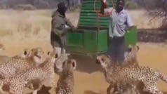 Leopard Viral Video: चीतों के झुंड को खाना खिलाते लोग, जान-जोखिम में डालकर निभा रहे जिम्मेदारी