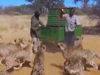 Leopard Viral Video: चीतों के झुंड को खाना खिलाते लोग, जान-जोखिम में डालकर निभा रहे जिम्मेदारी