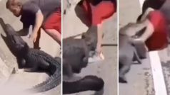 Magarmach Ka Video: जिंदगी की सबसे बड़ी गलती कर गया शख्स, छेड़ते ही मगरमच्छ ने भूत उतार दिया | देखें वीडियो