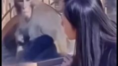 Ladki Ka Video: लड़की को देखते ही उड़ गए बंदर के नेटवर्क, आगे जो हुआ पेट पकड़कर हंसेंगे | देखें वीडियो