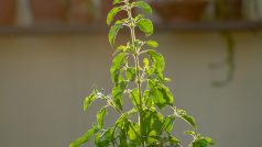 Tulsi Ke Niyam: घर में आने वाली अनहोनी का संकेत देता है तुलसी का पौधा, भूलकर भी न करें नजरअंदाज