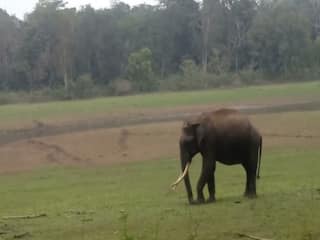 Hathi Ka Hamla: शख्स के सामने अचानक आ गया गुस्सैल हाथी, कुचलकर जान ही ले ली
