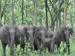 Hathi Ka Hamla: 42 हाथियों का झुंड इन इलाकों में मचा रहा तबाही, दादा-पोती को कुचलकर मार डाला