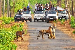 बेहद सुंदर हैं Madhya Pradesh के ये 2 नेशनल पार्क, दूर-दूर से इन्हें देखने आते हैं Tourist