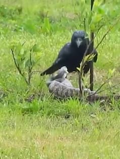 सांप को देखा तो भिड़ गया कौवा, मगर फिर जो हुआ यकीन नहीं होगा