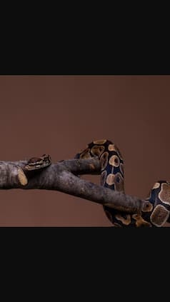 5 Uses of Snake Venom