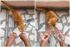 IND vs AUS: Cat Predicts World Cup Winner; Swiggy Shares Post