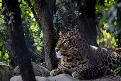 Uttarakhand Travel Dairies: Exploring The Wilderness Of The Jim Corbett National Park