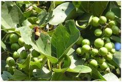 Constipation Relief to Weight Loss, 5 Reasons Why Lasoda Can Be a Good Addition In Your Fruit Basket