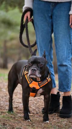 10 Banned Dog Breeds You Cannot Legally Adopt In Delhi-NCR