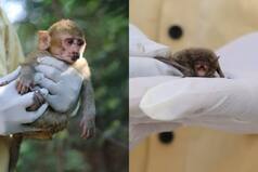 Animal Babies Rescued In Delhi By Wildlife SOS