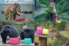 Christmas Cheers For Rescued Elephants, Leopards, And Bears: Amazing Pictures Inside