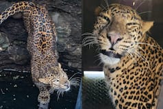 Female Leopard Rescued From 50 Feet Deep Well By Wildlife SOS And Maharashtra Forest Department
