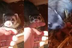 Squirrel Introduces Woman To Her Newly Born Babies: Watch The Stunning Video