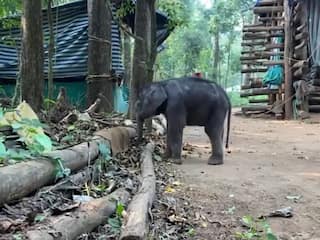 WATCH: 6-Month-Old Elephant Calf 'Kanmani' Returns To A New Life In Kerala; Cuteness Will Melt Your Heart