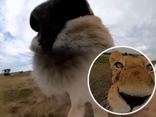 Lion Viral Photo: शेर ने किया सेल्फी स्टिक से जंगल का दौरा, देखें तस्वीर