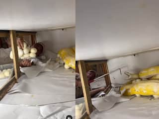 Python Viral Video: अजगर ने अंडों को चुराने वाले शख्स पर किया हमला, वीडियो देखकर डर जाएगा आपका कलेजा