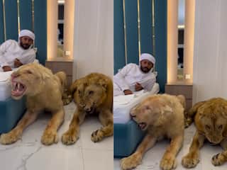 शेरों के साथ बिस्तर पर बैठा शख्स, अचानक हुआ कुछ ऐसा कि वीडियो देखकर उड़ जाएंगे होश