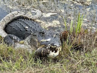 मगरमच्छ ने अजगर को चबा-चबाकर किया बुरी तरह से घायल, फिर जो हुआ उसे देख रोंगटे खड़े हो जाएंगे