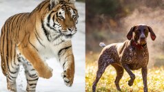 Tiger Attack Viral Video: जंजीर में बंधे बाघ को कुत्ते ने किया डराने की कोशिश, फिर जो हुआ, देखकर रोंगटे खड़े हो जाएंगे!