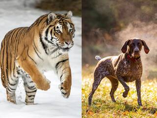 Tiger Attack Viral Video: जंजीर में बंधे बाघ को कुत्ते ने किया डराने की कोशिश, फिर जो हुआ, देखकर रोंगटे खड़े हो जाएंगे!