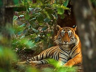 Tiger Viral Video: टाइगर ने शख्स को गले लगाया या दबोचा? VIDEO ने सोशल मीडिया पर मचाई सनसनी