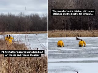 Deer Rescue Viral Video: फायर फाइटर्स के साहस से बची हिरण की जान, वीडियो ने जीत लिया दिल