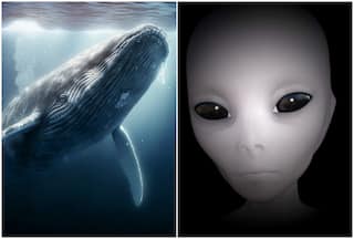 Decoding Aliens' Signals! Humpback Whales Can Help Us Communicate With Extraterrestrials | Here's How