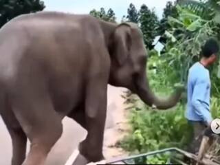 Hathi Ka Video: मालिक पर थोड़ी भी मुसीबत देख ना सका हाथी, मदद के लिए जो किया भावुक हो जाएंगे- देखें वीडियो