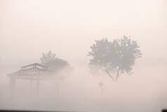 Weather Update: Dense Fog Persistent In Delhi-NCR, IMD Predicts Foggy Conditions Till Dec 31; Check Forecast