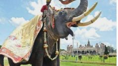 OMG! जंगली हाथी के हमले में पूर्व गोल्डन हौदा हाथी की मौत, कर्नाटक के सीएम ने जताया दुःख