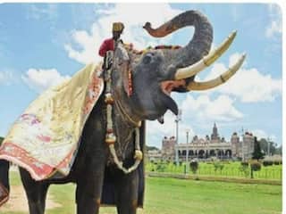 OMG! जंगली हाथी के हमले में पूर्व गोल्डन हौदा हाथी की मौत, कर्नाटक के सीएम ने जताया दुःख
