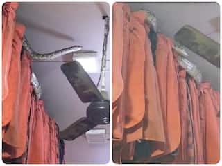 Azgar Ka Video: कपड़ों में घात लगाए बैठा था अजगर, नजर पड़ते ही हिल गया दुकानदार- देखें वीडियो