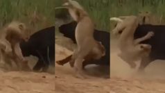 Sher Aur Bhense Ki Ladai: अकेला भैंसा शेरों पर पड़ गया भारी, एक को इतना मारा फिर उठा ही नहीं | देखें वीडियो