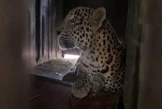 Good News From Nashik: Leopardess Rescued By Forest Department Gives Birth To 4 Adorable Cubs
