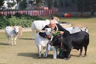 PM Modi Feeds Cows At His Residence On Makar Sankranti | Pics Inside
