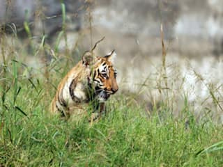 Bagh Ka Hamla: चारा लेने गई युवती पर बाघ का घातक अटैक, गर्दन दबाकर जंगल की ओर भागा