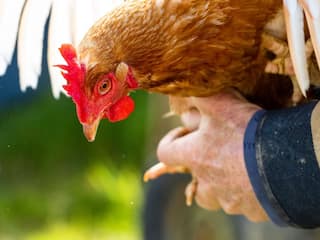 Wait What? Chicken Receives 24x7 Police Protection In Punjab,  Here's  Why