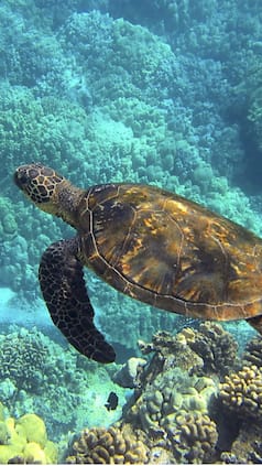 Top 10 Exotic Animals Found In Lakshadweep