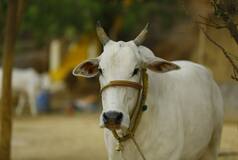 'Gau Rakshak' Found Slaughtering Cows In UP's Bareilly; Escapes After Police Encounter