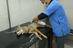 Golden Jackal Rescued From Dog Attack In Delhi, Receives Treatment