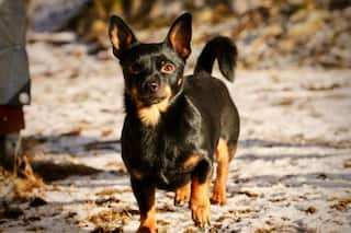 Meet The Newest Breed To Join The American Kennel Club, A Little Dog With A Big Smile