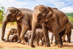 Human Modified Food Distribution Affecting 'Aggressive' Behaviour Among Elephants: Study