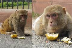 Injured Monkey Rescued From Rashtrapati Bhawan, Treated, Released Into Natural Habitat