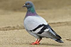 'Chinese Spy Pigeon' In Mumbai Gets 'No Objection' From Police, Released After 8 Months